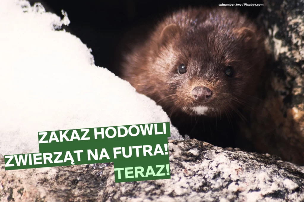 Zakaz hodowli zwierząt na futra