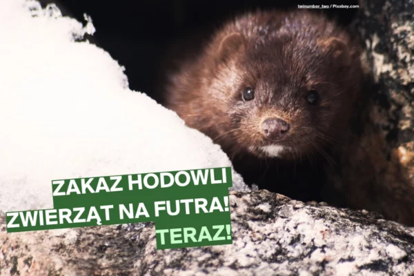 Zakaz hodowli zwierząt na futra