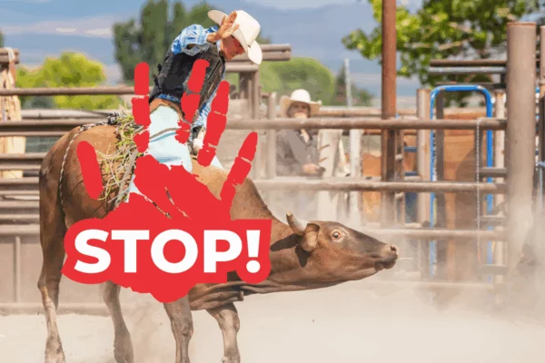 NIE dla rodeo!