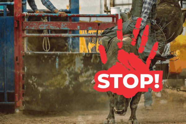 Wygrana w kampanii: rodeo w Gliwicach się nie odbędzie!