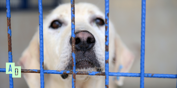 Senacie, popraw ustawę! Psy zasługują na wolność, nie na dożywotnie więzienie.