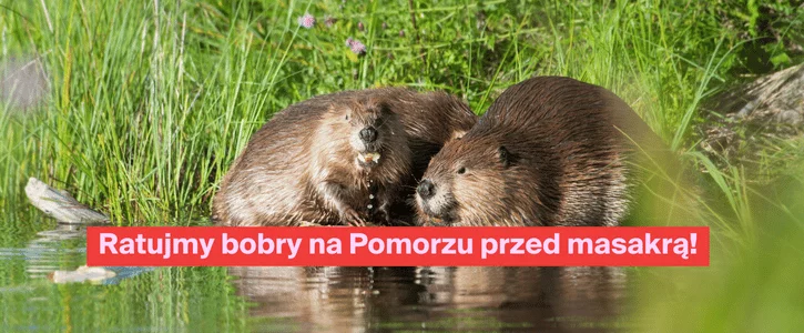 Ratujmy bobry przed masakrą na Pomorzu!