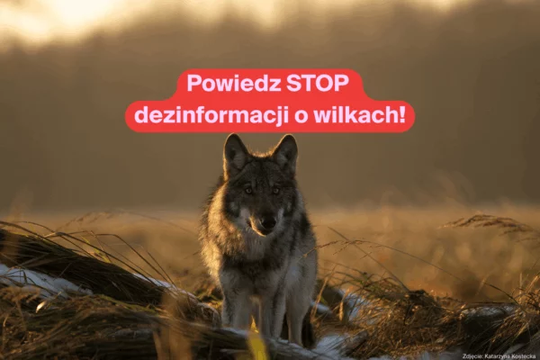 Prawda o wilkach