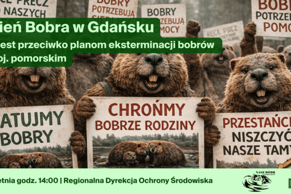 Dzień Bobra w Gdańsku. Ratujmy bobry Pomorza!