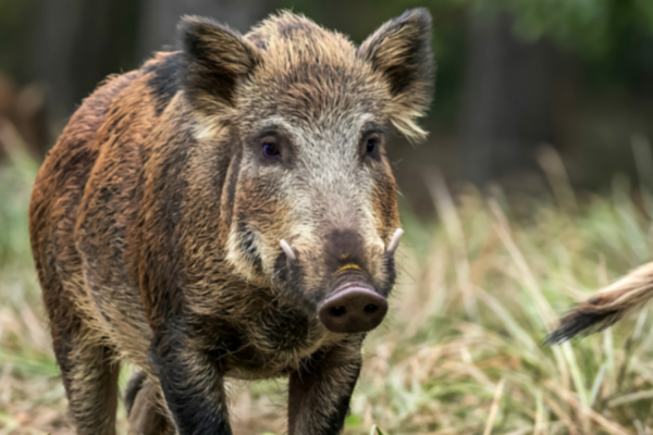 Dziki w stolicy: czas na humanitarne rozwiązania!