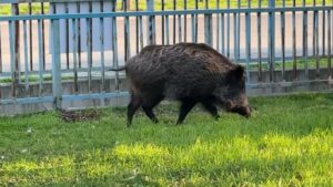 The regional council resolution allows unlimited wild boar culling in Warsaw. We appeal to the Mazovian Voivode