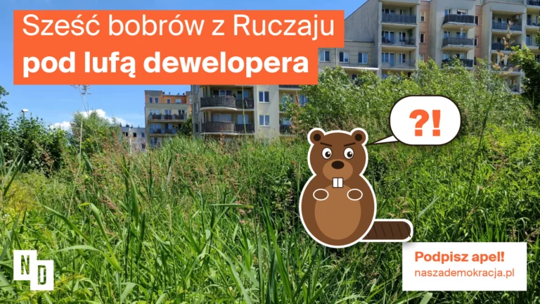 Obrazek do apelu: Sześć bobrów z Ruczaju pod lufą dewelopera. RDOŚ, nie zgadzaj się!